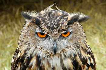 black and brown owl closeup photography, european eagle owl HD wallpaper