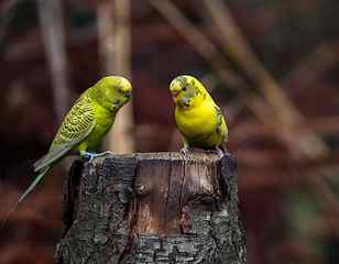 selective focus photography of two yellow budgerigars, budgie HD wallpaper