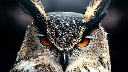 owl, bird, face, eyes, great horned owl, beak, fauna, bird of prey HD wallpaper