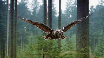 brown eagle owl, nature, landscape, green, trees, forest, flying HD wallpaper