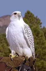 white falcon on falconaire gloves, Gyrfalcon, Gerfalcon, Hawk HD wallpaper