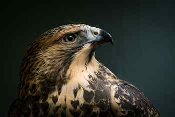 macro shot of brown and black eagle, Swainson
