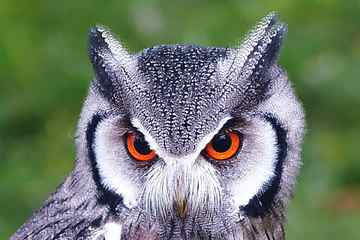 Closeup shot of owl bird, nature, animal, animals, birds, wildlife HD wallpaper