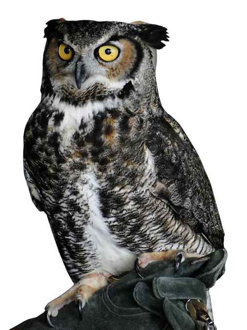 Owl with big eyes