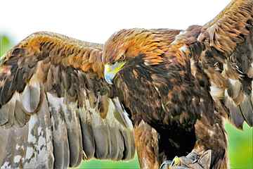 close up photo of an eagle, golden eagle, nature, bird, wildlife HD wallpaper