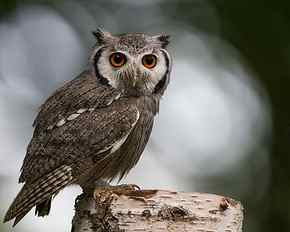 selective focus photography of owl perched on tree, bird, animal HD wallpaper