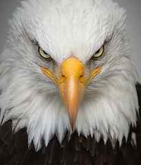 close-up photography of white and brown eagle head, portrait HD wallpaper