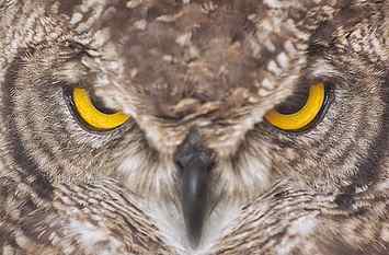 brown owl closeup view, Go ahead - make my day, Scotland, Stirlingshire HD wallpaper