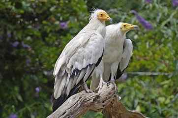 two white bird perching on branch, Egyptian Vulture, Pair, Raptors HD wallpaper