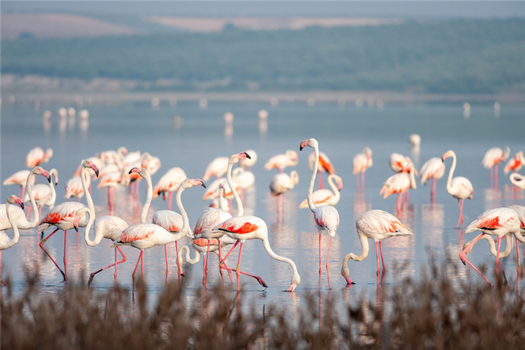 flamingos in the laguna fuente de piedra