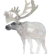 Light grey reindeer facing left by Joanna Szmerdt