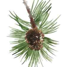 Pine branch with a pine cone by Joanna Szmerdt