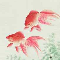 Two veil goldfish by Ohara Koson