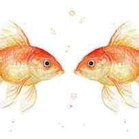 Goldfish love Watercolor by Olga Shvartsur