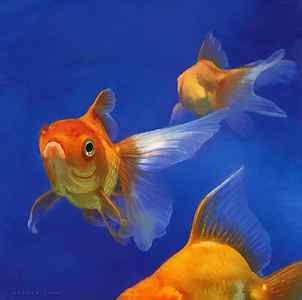 Wall Art - Painting - Three Goldfish by Simon Sturge