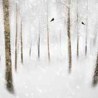 Winter Birches by Gustav Davidsson