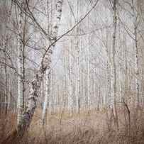 Birch Forest by Renate Wasinger