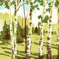 Birch trees by CSA Images