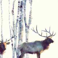 Elk // Follow by Amy Hamilton