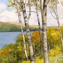Birch Trees and Autumn Foliage by Hailey E Herrera