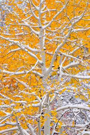 snow on the branches of a white Aspen tree with bright yellow fall leaves