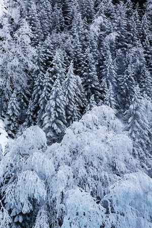 A winter scene of frost covered trees