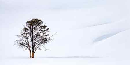 Lone tree in winter snow in Yellowstone National Park, Wyoming