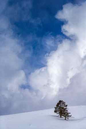 clouds bursting above lone tree in winter in Yellowstone National Park, Wyoming 