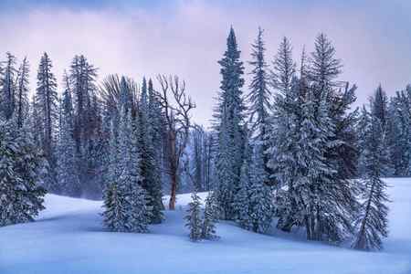 a winter scene of snow-covered trees and ground in the mountains of Wyoming