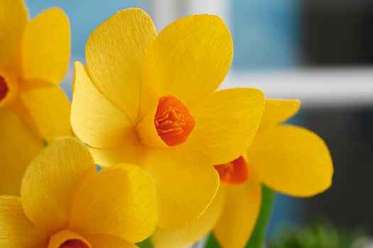 how to make daffodil flowers