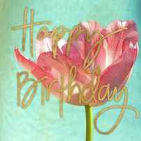 Pink Tulip Birthday by Gail Peck