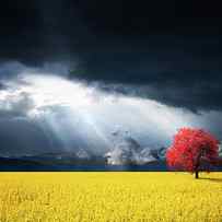 Red Tree on Canola meadow by Bess Hamiti