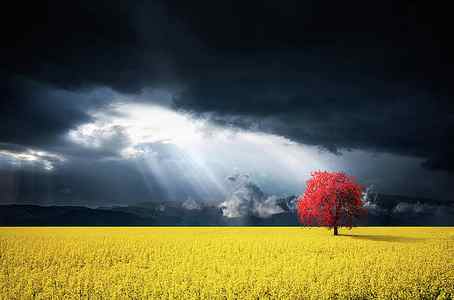 Wall Art - Photograph - Red Tree on Canola meadow by Bess Hamiti