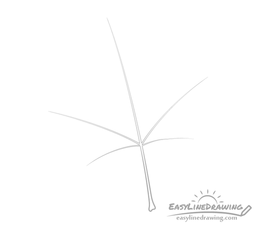 Maple leaf veins drawing