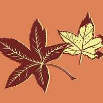 Illustration of two leaves by CSA Images