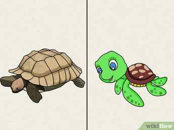 Step 6 Draw a turtle. 