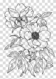 Drawing Rose Line art Color Sketch, rose transparent background PNG clipart thumbnail