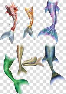 mermaid tails illustration, Mermaid Tail Drawing, Mermaid transparent background PNG clipart thumbnail