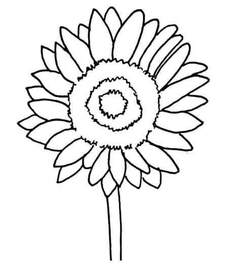 How To Draw A Sunflower Step 6