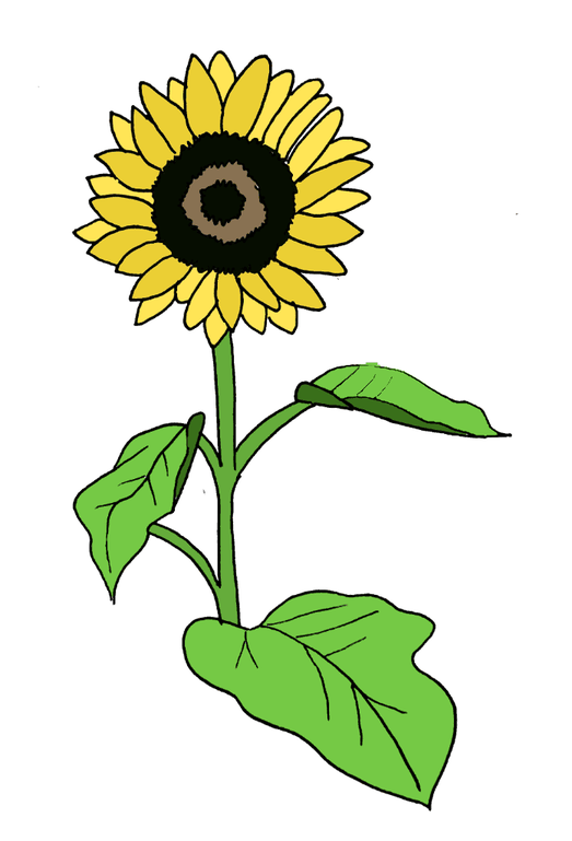 How To Draw A Sunflower Step 12