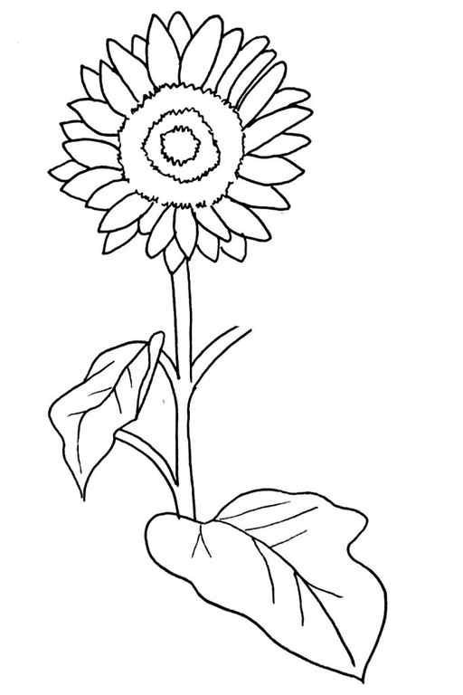 How To Draw A Sunflower Step 10