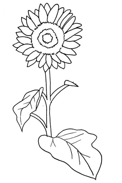 How To Draw A Sunflower Step 11