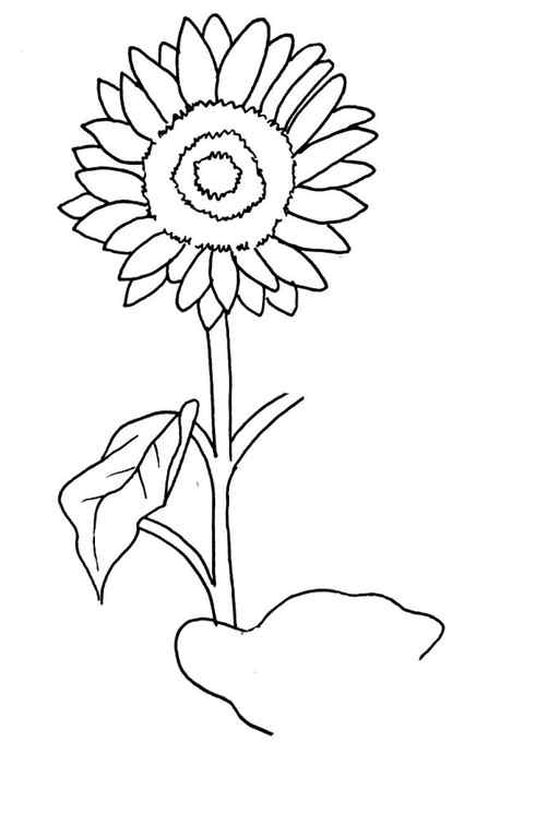 How To Draw A Sunflower Step 9