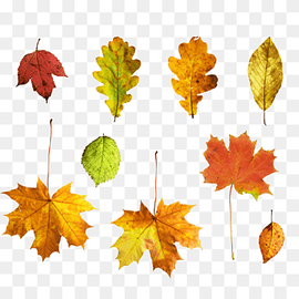 Autumn Deciduous Leaf, Autumn maple leaves, watercolor Leaves, maple, maple Leaf png thumbnail
