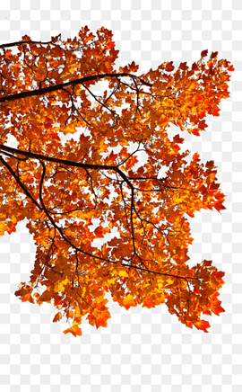 brown and orange maple leaf tree illustration, Maple leaf Autumn Android, Autumn Maple Leaf, maple, leaf, orange png thumbnail