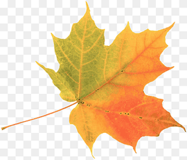 yellow and orange maple leaf, Autumn leaf color Maple leaf, leaves watercolor, watercolor Painting, maple, leaf png thumbnail