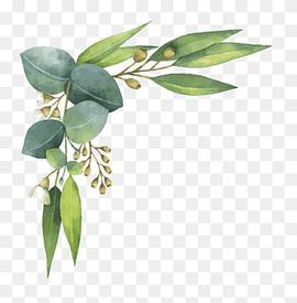 Eucalyptus polyanthemos Watercolor painting Illustration, Watercolor leaves, green leafs against white background, watercolor Leaves, leaf, hand png thumbnail