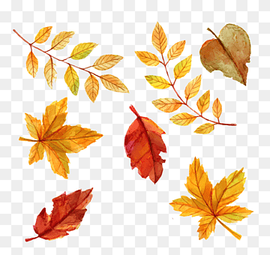 seven different leaves, Autumn leaf color Euclidean, Watercolor leaves, watercolor Painting, watercolor Leaves, leaf png thumbnail