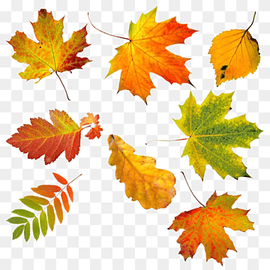 Autumn leaf color graphy, Autumn leaves, watercolor Leaves, image File Formats, leaf png thumbnail