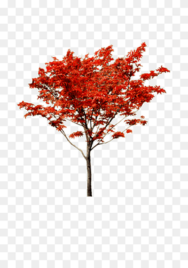 Maple Autumn Tree, Autumn maple, leaf, maple Leaf, branch png thumbnail